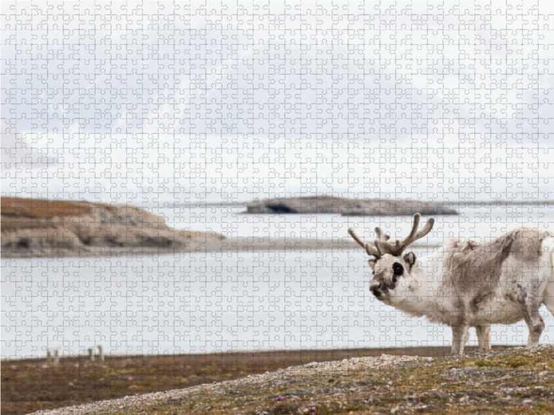 Spitzbergen-Rentier