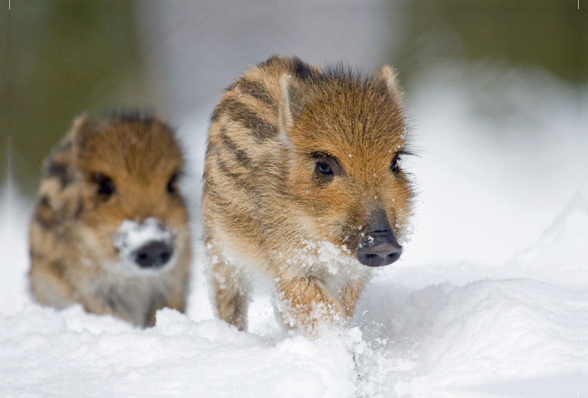 Frischlinge im Schnee