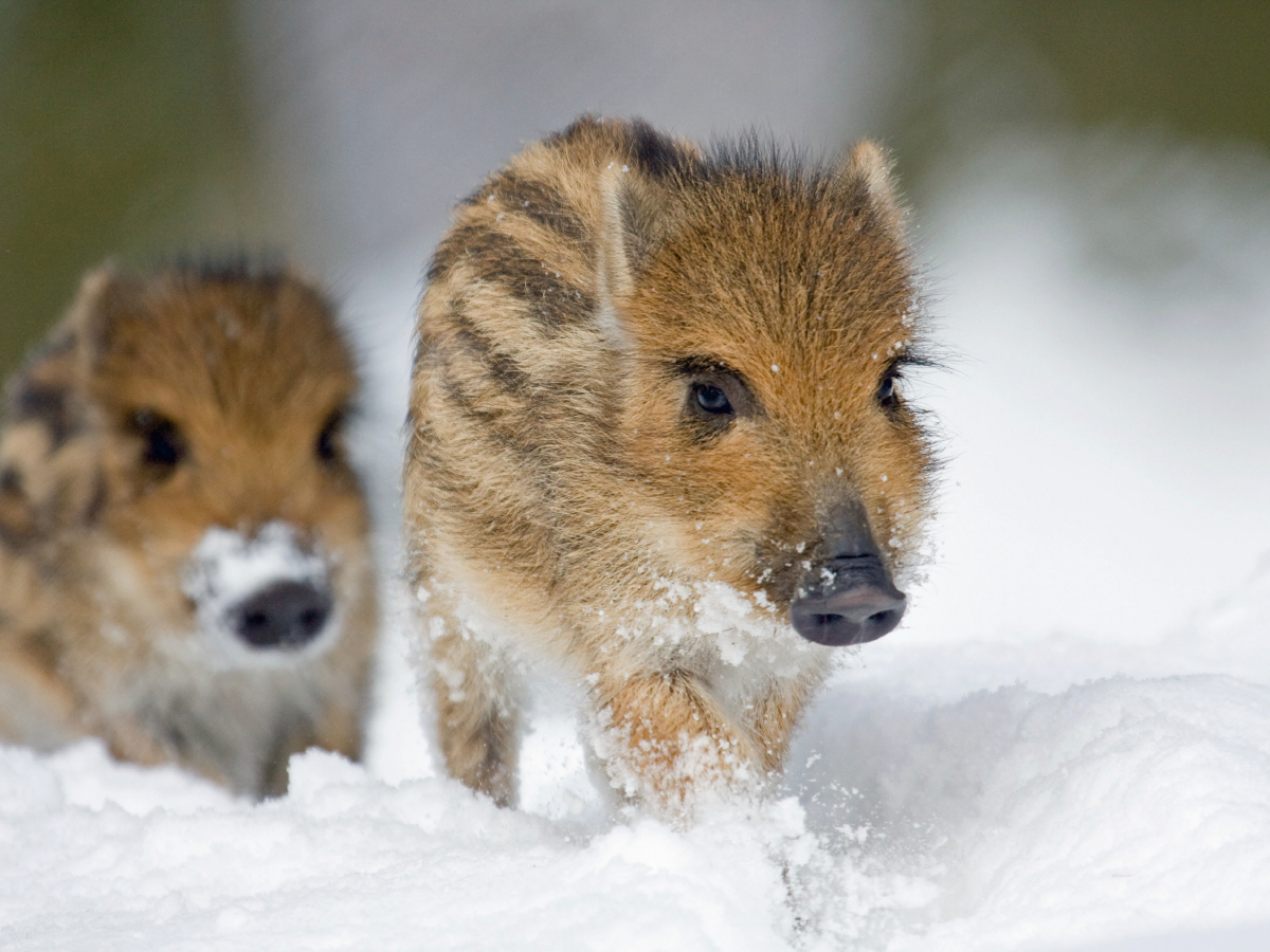 Frischlinge im Schnee