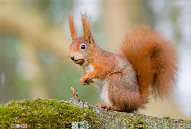 Eichhörnchen mit Haselnuss im Maul