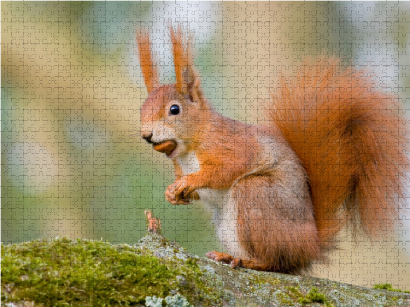 Eichhörnchen mit Haselnuss im Maul