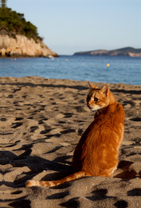 Katze am Strand von Ibiza