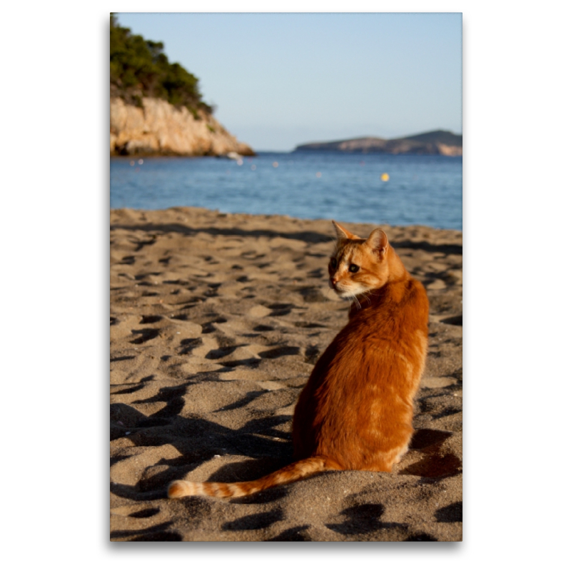 Katze am Strand von Ibiza