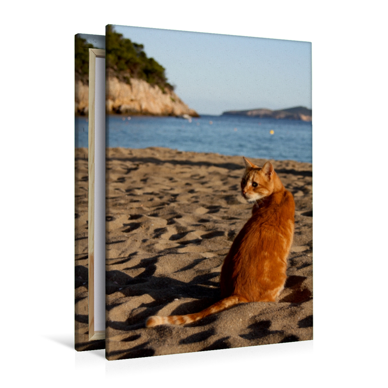 Katze am Strand von Ibiza