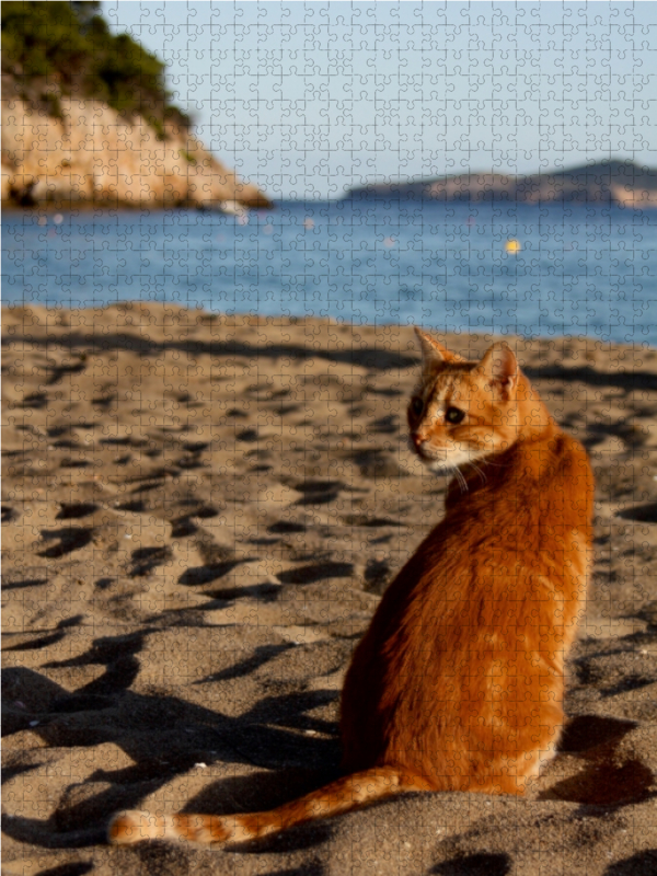 Katze am Strand von Ibiza