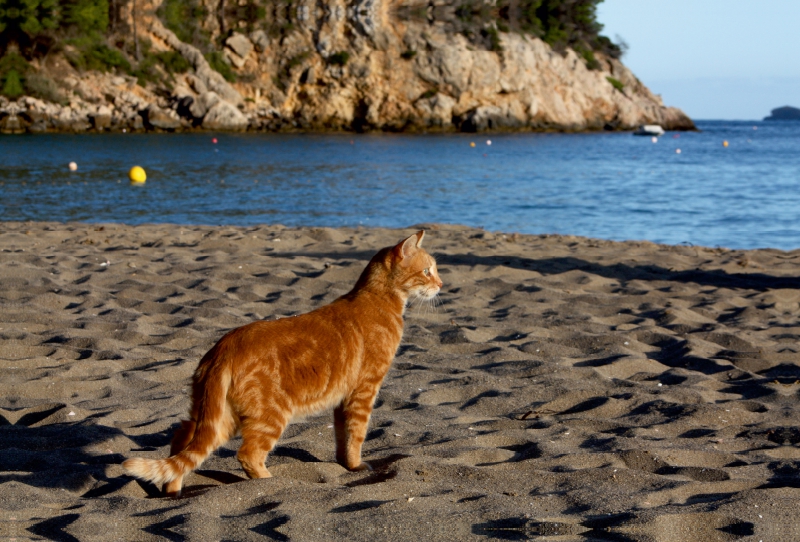 Katze am Strand von Ibiza