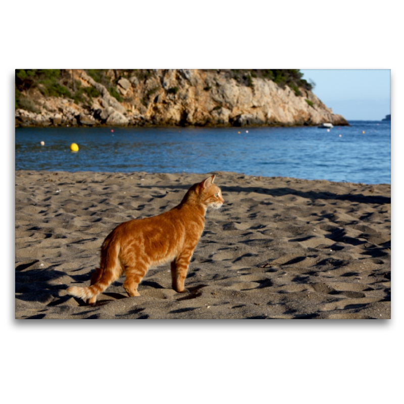 Katze am Strand von Ibiza