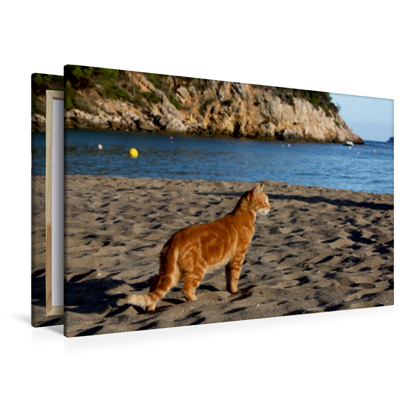 Katze am Strand von Ibiza