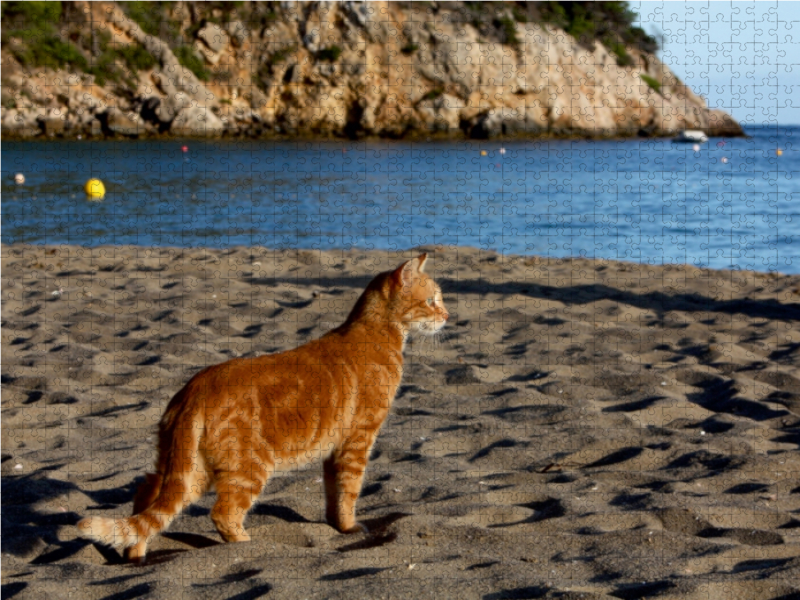 Katze am Strand von Ibiza