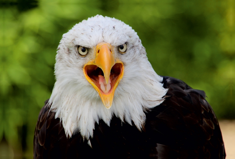 Weißkopfseeadler