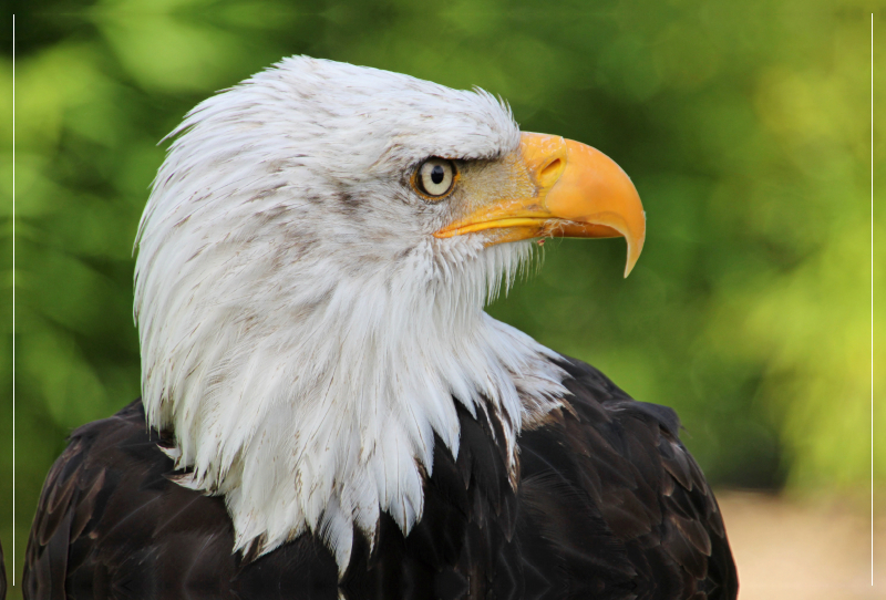 Weisskopfseeadler