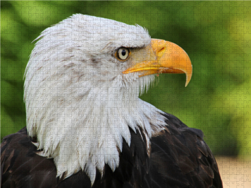 Weisskopfseeadler