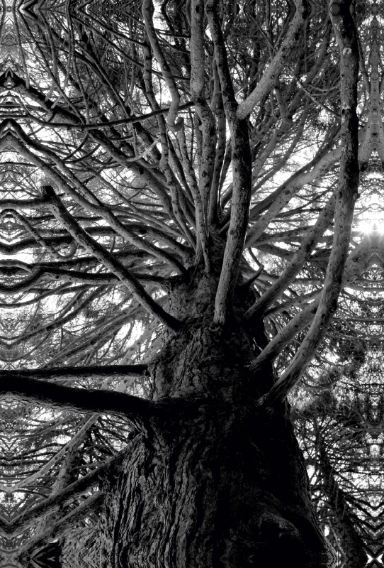 Redwood, San Francisco, Kalifornien, USA