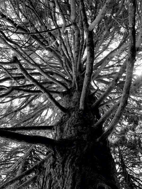 Redwood, San Francisco, Kalifornien, USA