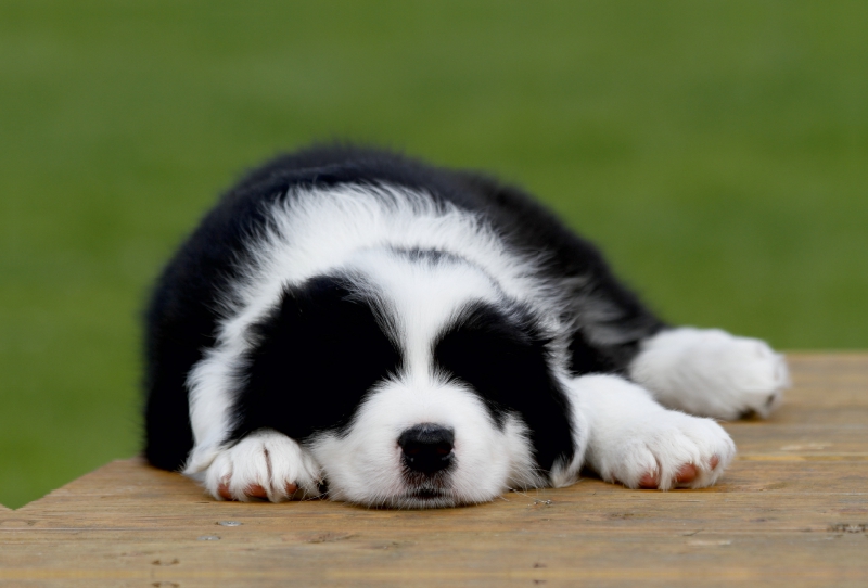 Border Collie Welpe