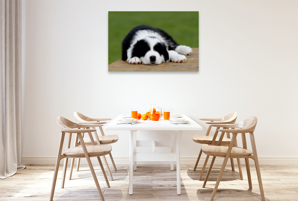 Border Collie Welpe