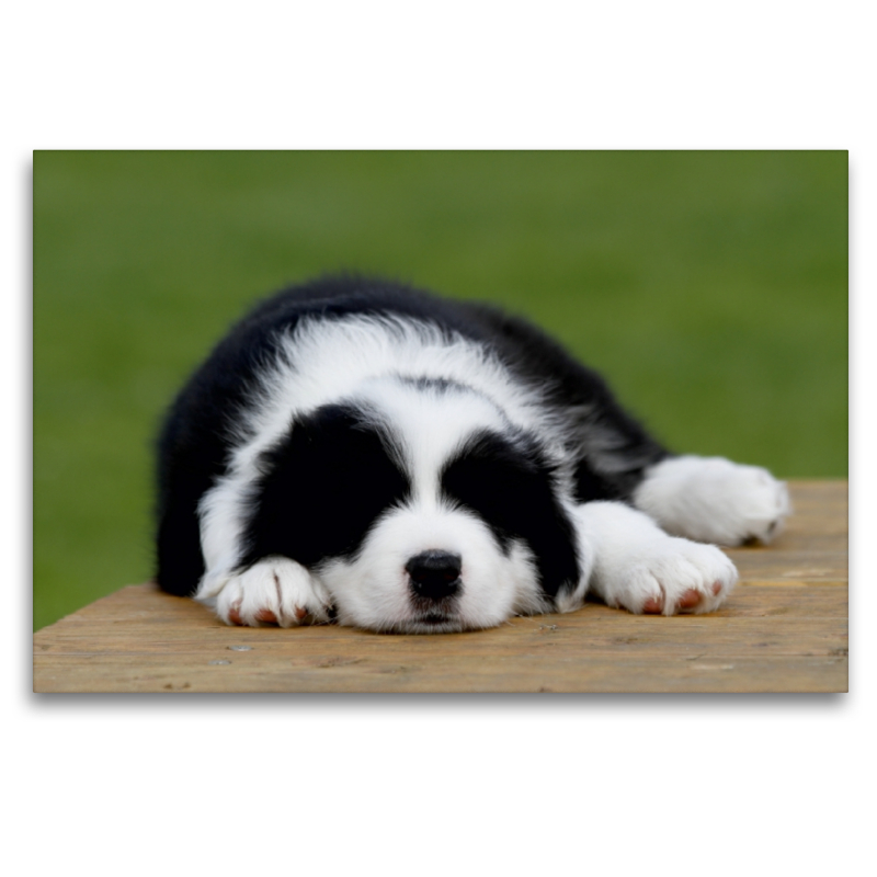 Border Collie Welpe