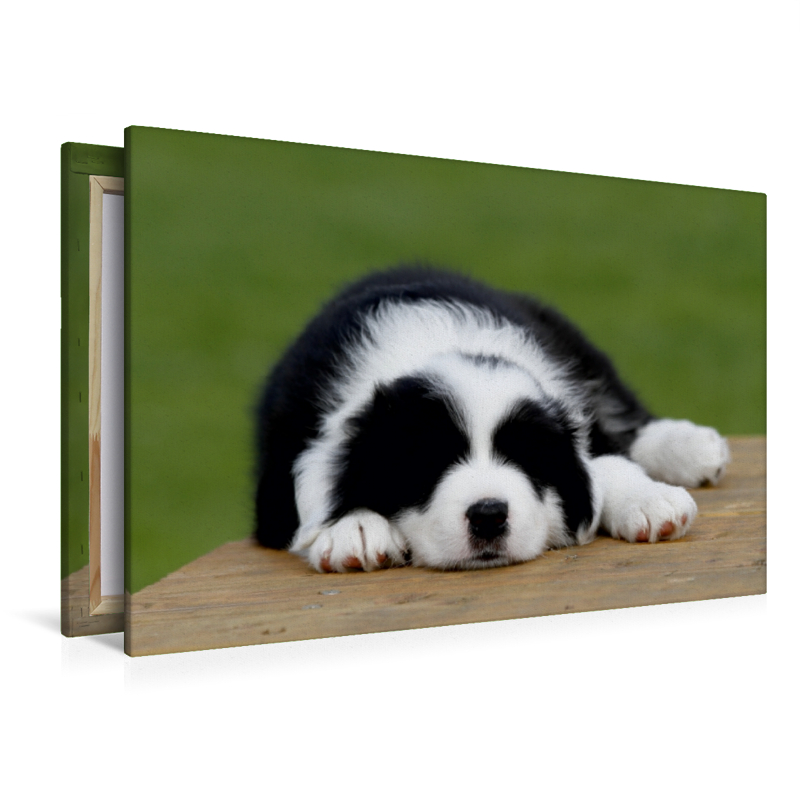 Border Collie Welpe