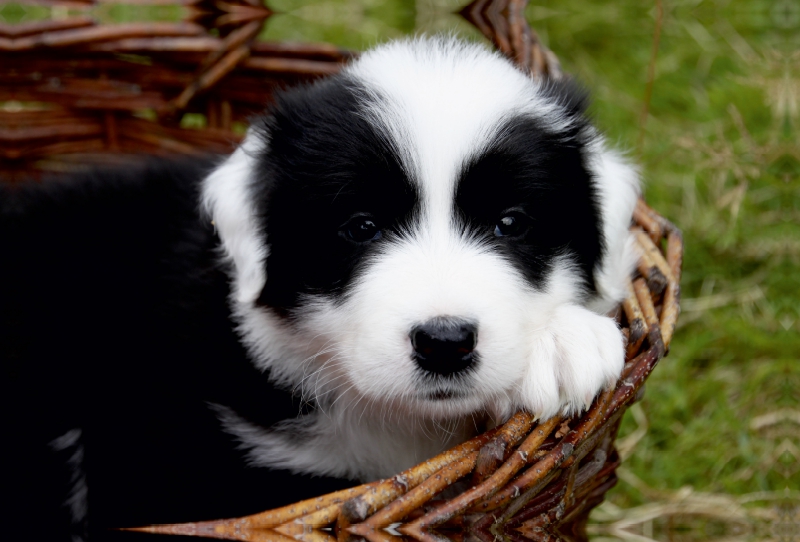 Border Collie Welpe