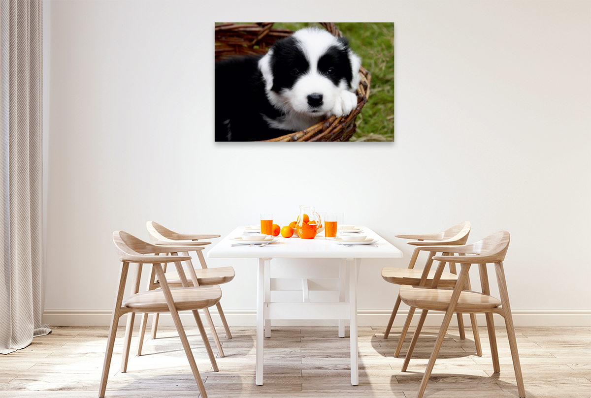 Border Collie Welpe