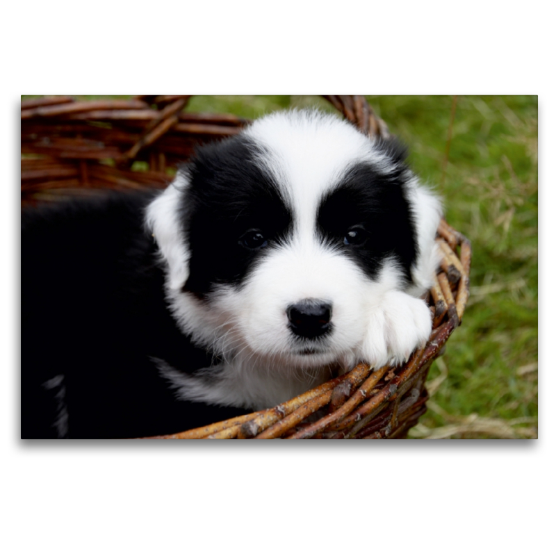 Border Collie Welpe