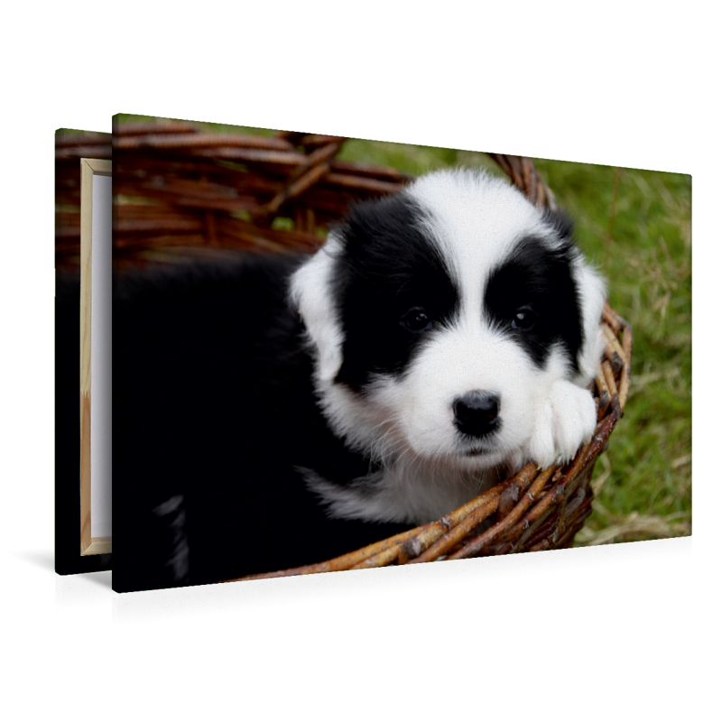 Border Collie Welpe