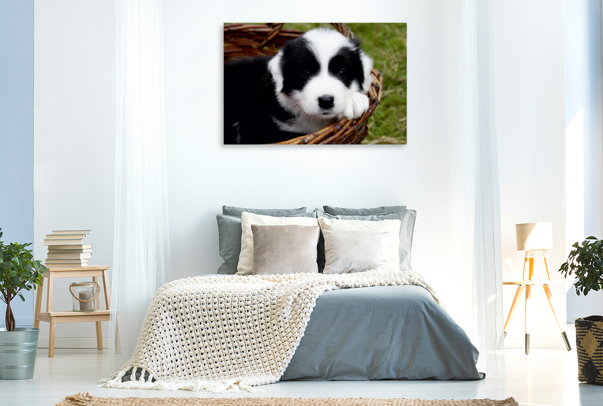 Border Collie Welpe