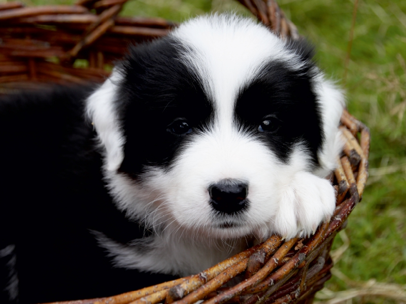 Border Collie Welpe