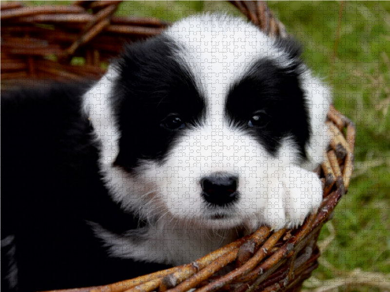 Border Collie Welpe