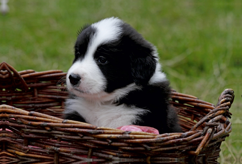 Border Collie Welpe