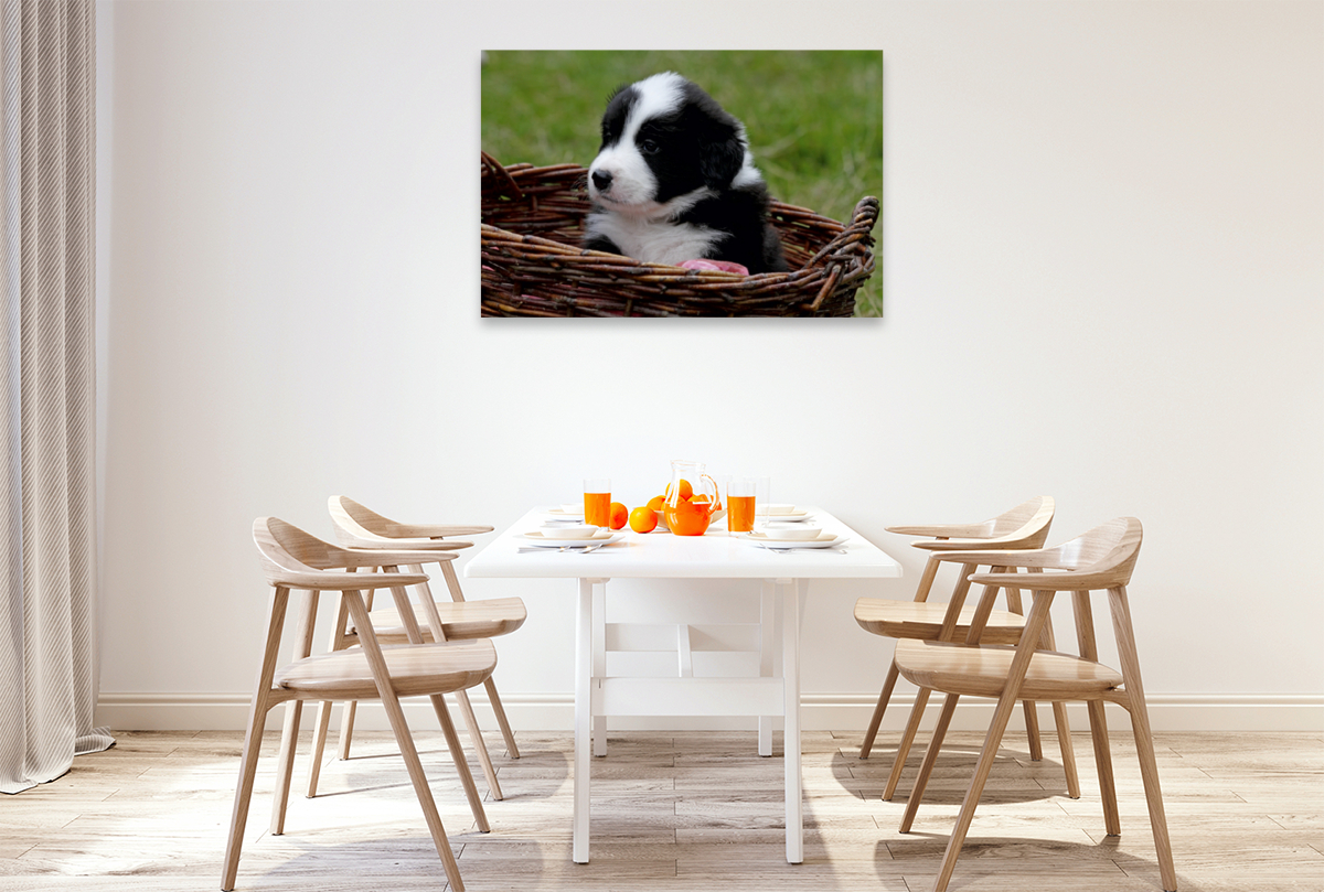 Border Collie Welpe