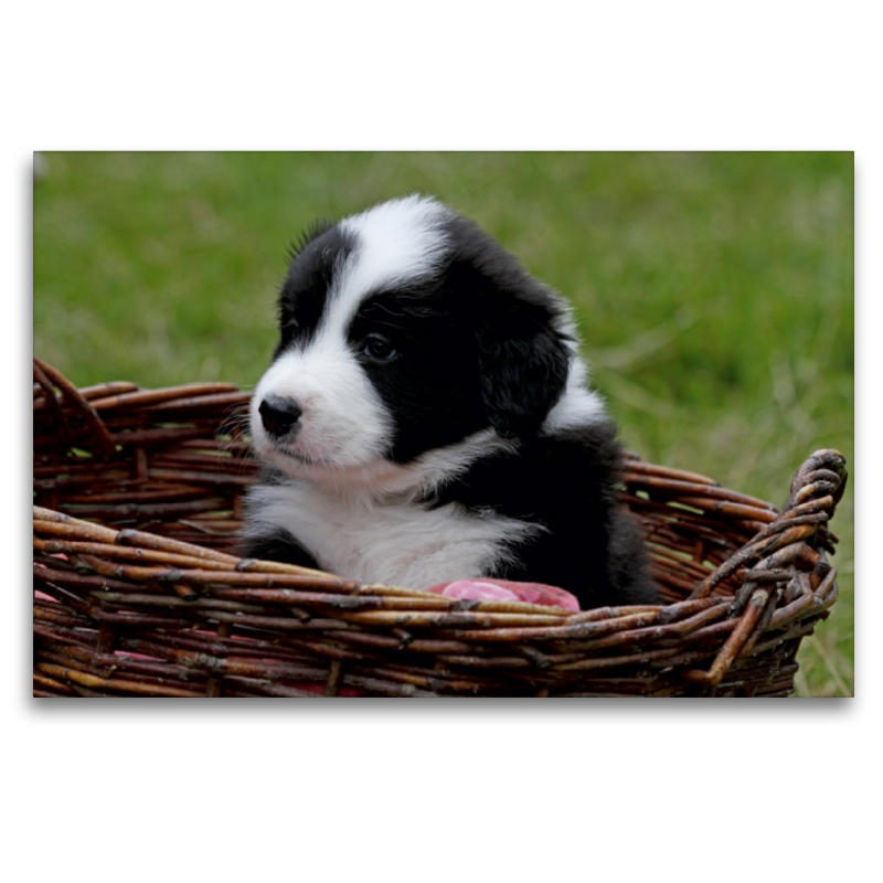 Border Collie Welpe