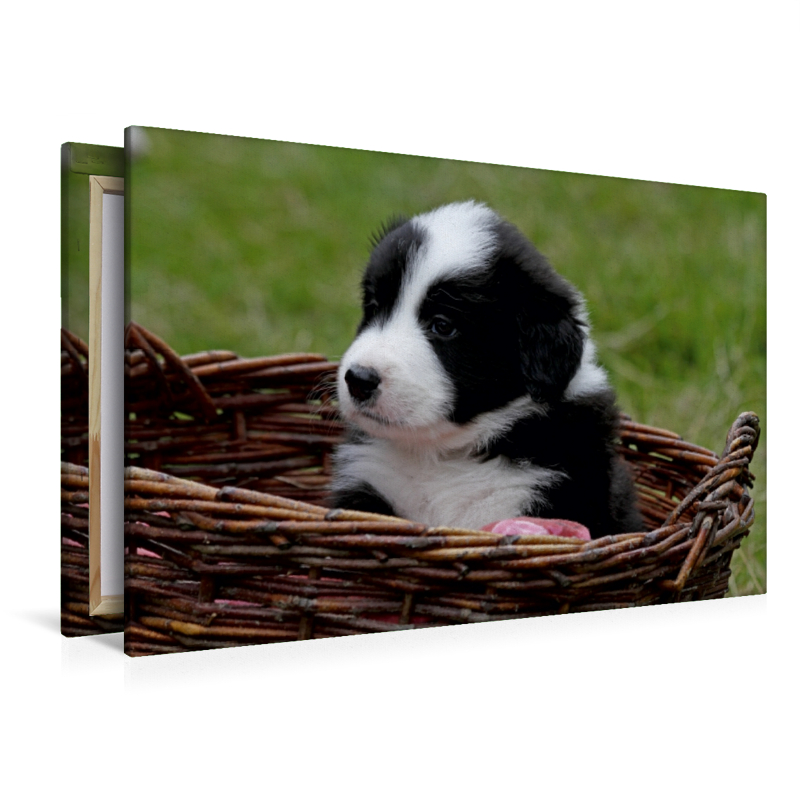 Border Collie Welpe