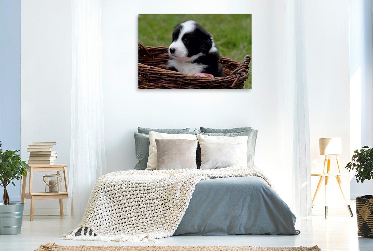 Border Collie Welpe