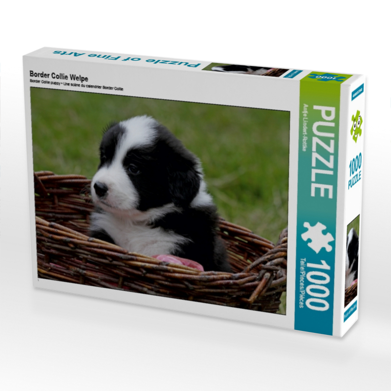 Border Collie Welpe