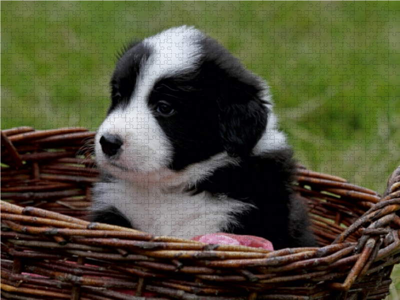 Border Collie Welpe