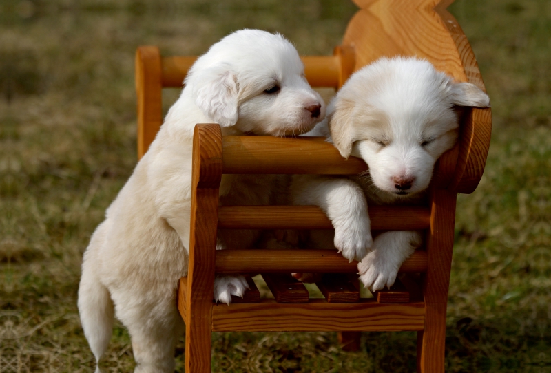 Border Collie Welpen