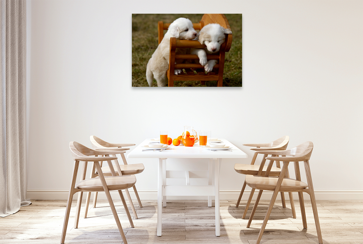 Border Collie Welpen