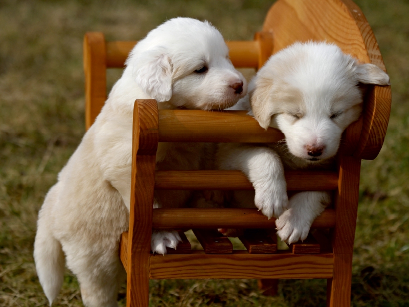 Border Collie Welpen