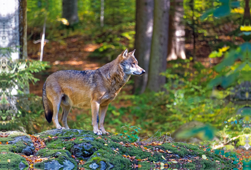 Wolf im Tierfreigelände