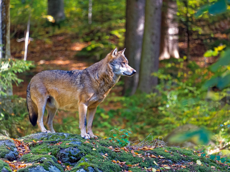 Wolf im Tierfreigelände