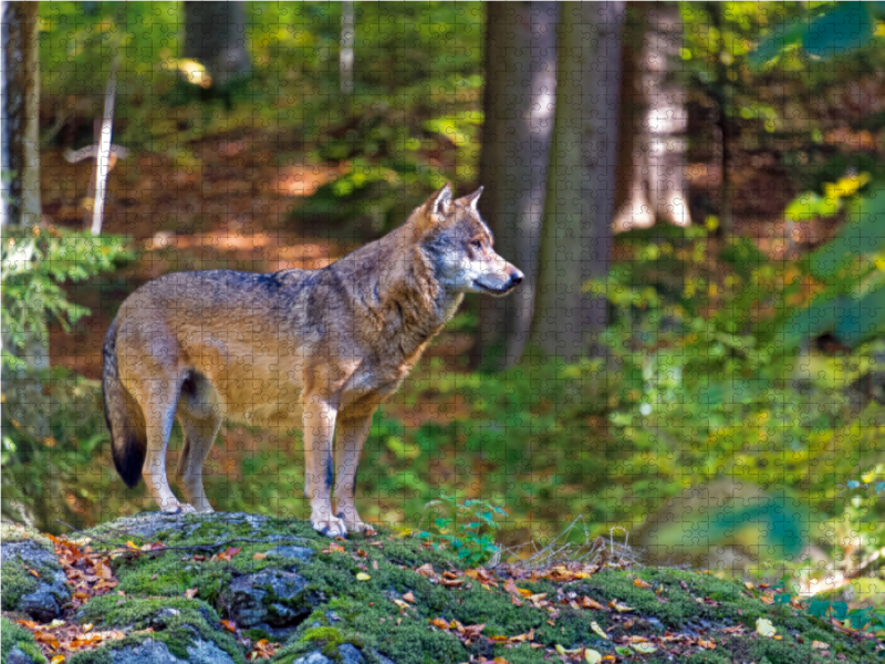 Wolf im Tierfreigelände