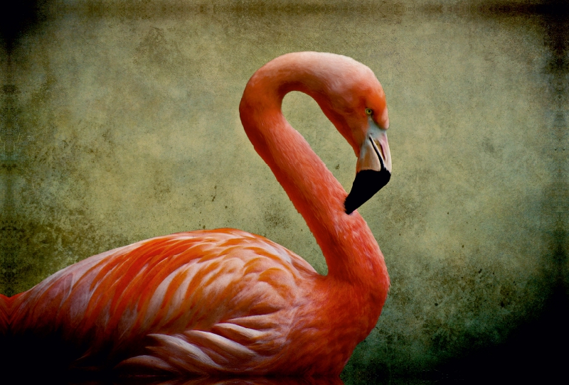 Red Flamingo