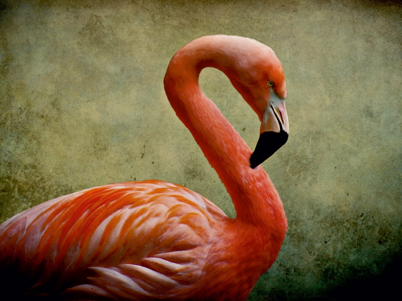 Red Flamingo