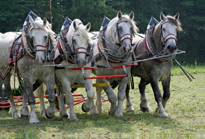 Percheron