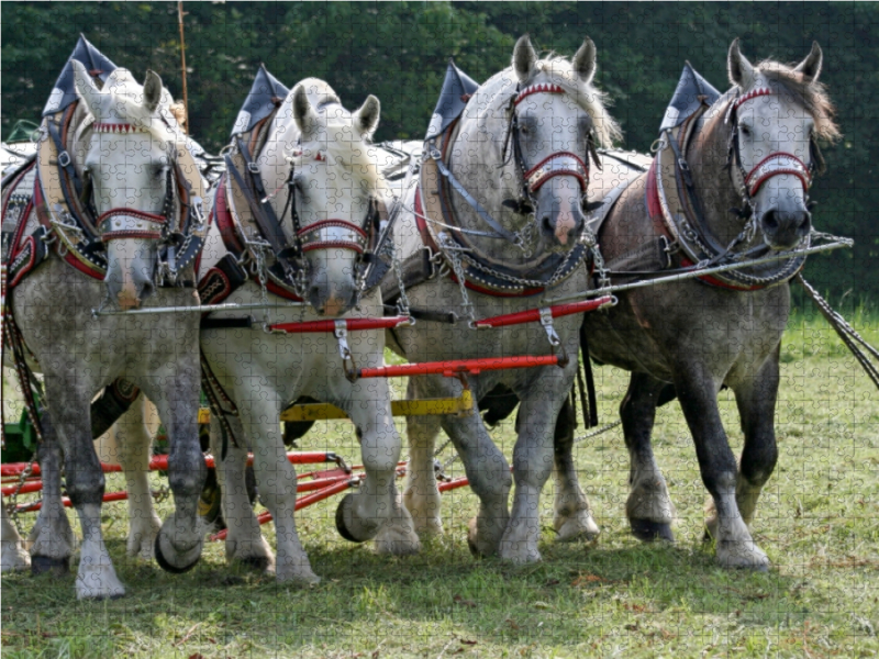 Percheron