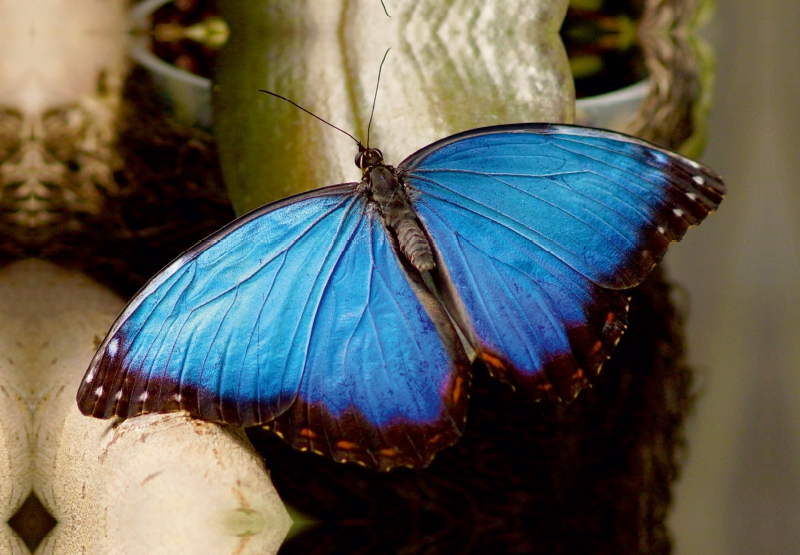 Blauer Morphofalter