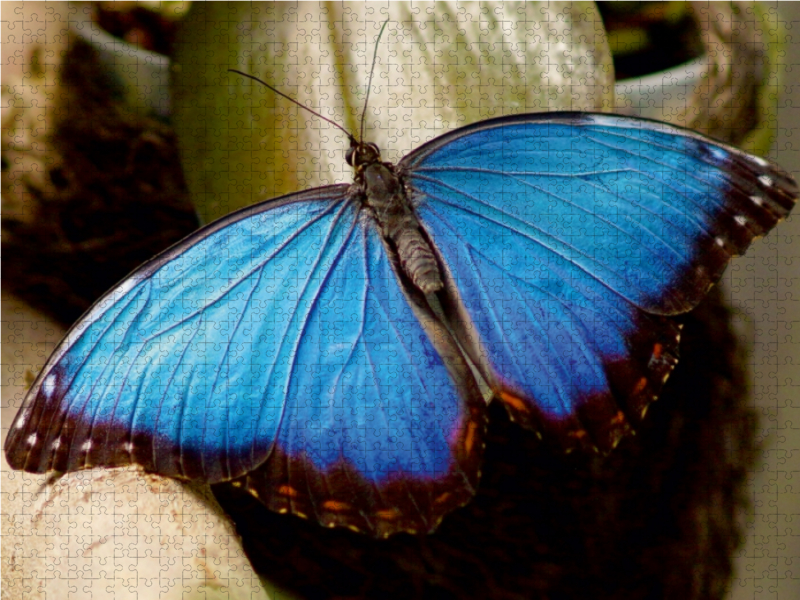 Blauer Morphofalter