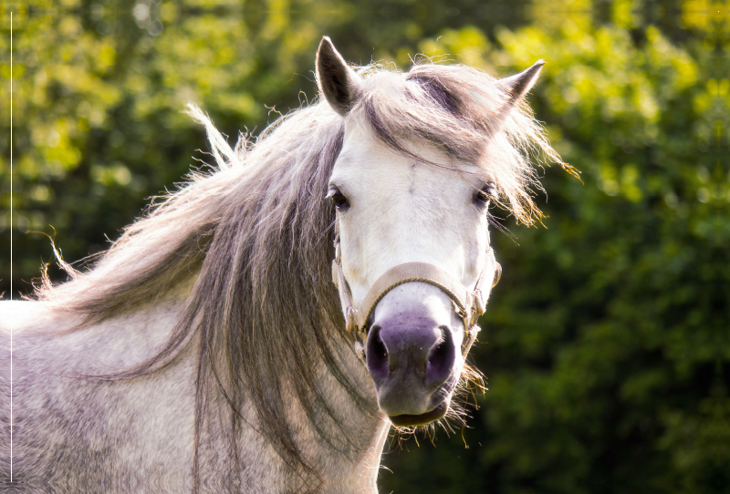 Welshpony Lulu