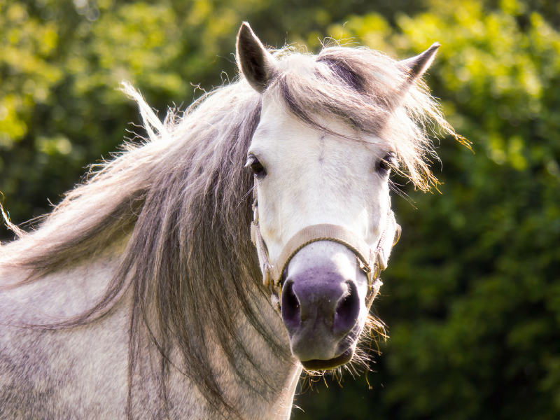 Welshpony Lulu